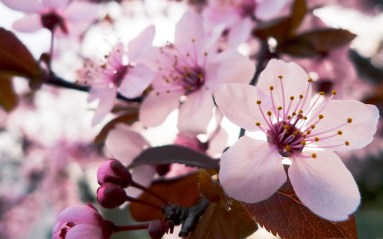 Jean-Marc Gyphjolik rapporche les fleurs de cerisiers de notre vision
